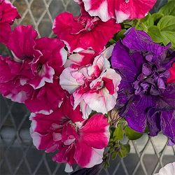 ペチュニア：デュオ3色植え（ローズ＆ホワイト/ブルー/ローズ）3.5号ポット