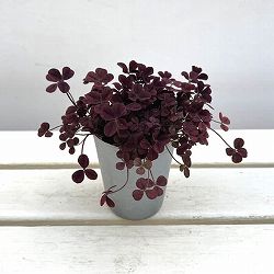 クローバー・ウィリアム2.5号ポット