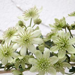 クレマチス：ピクシー3.5号ポット（フォステリー系）