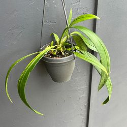アンスリウム：ビッタリフォリウム （ちょっと斑入り）4号吊り鉢26-01