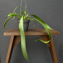 アンスリウム：ビッタリフォリウム （ちょっと斑入り）4号吊り鉢26-02