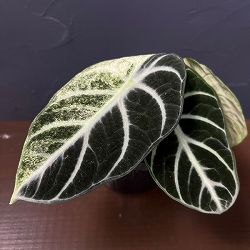 アロカシア：ニンジャ　ミント斑入り　3.5号ポット26-01