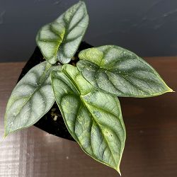 アロカシア：シルバードラゴン　斑入り　3.5号26-01
