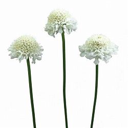 スカビオサ：スクープ ココナッツ-3.5号ポット 6株セット