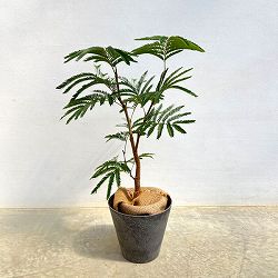 エバーフレッシュ（こだわりの曲がり仕立て）5号鉢植え　7号鉢カバー付き(アートストーン ラウンド グレー)*