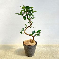 フランスゴムの木（曲がり）5号鉢植え　7号鉢カバー付き(アートストーン ラウンド グレー)*