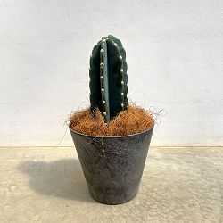 サボテン：ハシラサボテン5号鉢植え　6鉢カバー付き(アートストーン ラウンド グレー)