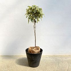 ベンジャミン：スターライトビューティークィーン5号角鉢植え　7号鉢カバー付き(アートストーン ラウンド グレー)