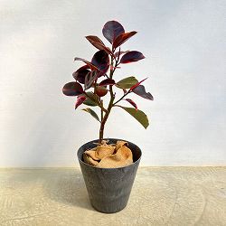 [送料無料]フィカス：エスティカルビー7号鉢植え　10鉢カバー付き(アートストーン ラウンド グレー)*