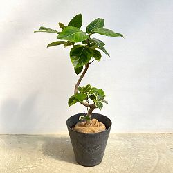 [送料無料]フィカス：アルテシマ （らせん仕立て）7号硬質ポット　10鉢カバー付き(アートストーン ラウンド グレー)