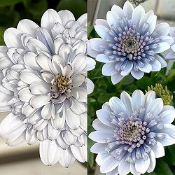 オステオスペルマム：シルバームーン＆シルバーナイト品種比べセット