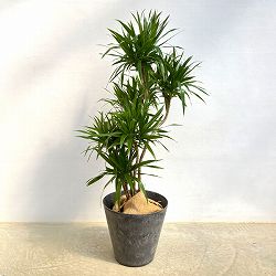 [送料無料]ドラセナ：ナビ―　7号ポット　10号サイズ鉢カバー付き(アートストーン ラウンド グレー)