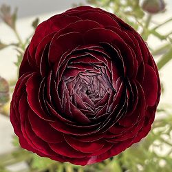 ラナンキュラス：ミスティ　ブラック4.5号ポット