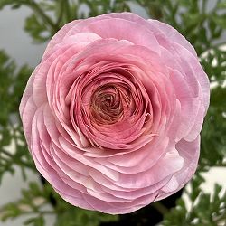 ラナンキュラス：ミスティ　ピンクフラッシュ4.5号ポット