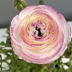 ラナンキュラス：ミスティ　ブルーピコティ4.5号ポット