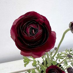 ラナンキュラス：エレガンス　ブラック4.5号ポット