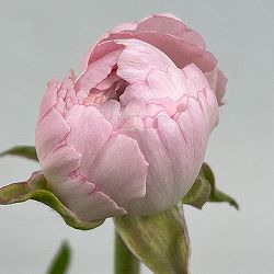 ラナンキュラス：エレガンス　ライトピンク4.5号