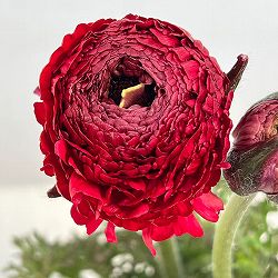 ラナンキュラス：アルペンフラワー西山さん切花選抜種　レッド4.5号ポット
