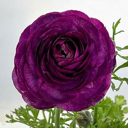 ラナンキュラス：アルペンフラワー西山さん切花選抜種　パープル4.5号ポット