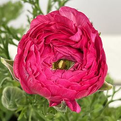 ラナンキュラス：アルペンフラワー西山さん切花選抜種　ピンクバイカラー4.5号ポット