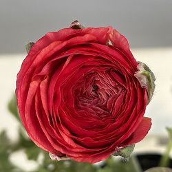 ラナンキュラス：アルペンフラワー西山さん切花選抜種　ピーチ4.5号ポット