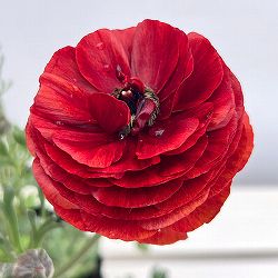 ラナンキュラス：アルペンフラワー西山さん切花選抜種　朱赤4.5号ポット