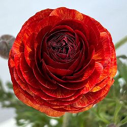 ラナンキュラス：アルペンフラワー西山さん切花選抜種　朱赤バイカラー4.5号ポット