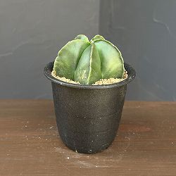 アストロフィツム：鸞鳳玉（ランポウギョク）五角　3号鉢植え**