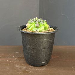 サボテン：ギムノカリキウム　ミノハビッチ　モンスト　3号鉢植え