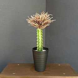 ユーフォルビア：プラティクラダゾンビ（接ぎ木）4号鉢植え