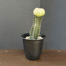 ユーフォルビア：ツルビニフォルミス（接ぎ木）4号鉢植え