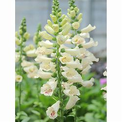 ジギタリス：フォクシービー　クリーム3.5号ポット 3株セット