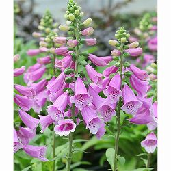 ジギタリス：フォクシービー　ピンク3.5号ポット 3株セット