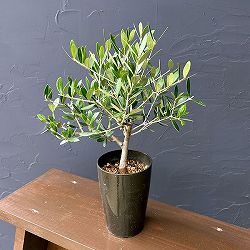 オリーブ：創樹さんのオリーブ　ネバティロブランコ　3号プラ鉢植え