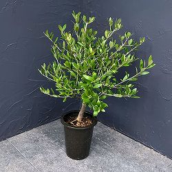 オリーブ：創樹さんのオリーブ　ネバティロブランコ　5号鉢植え