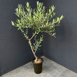 オリーブ：創樹さんのオリーブ　ミッション　6号鉢植え