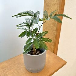 ネムノキ：エバーフレッシュ（実生株）　2.5号ポット　鉢カバー付き(SKステップH12：アッシュグレイ)*