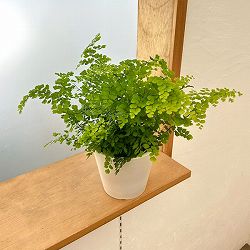 アジアンタム：ルーシー（フリッツルーシー）　4号鉢入り　鉢カバー付き(樹脂製鉢カバー・シティローMホワイト)