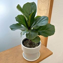 カシワバゴム：バンビーノ　3.5号硬質ポット　鉢カバー付き(アーバンプランツポットソリッド　ミルク)