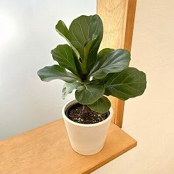 カシワバゴム：バンビーノ　3.5号硬質ポット　鉢カバー付き(樹脂製鉢カバー・シティローMホワイト)