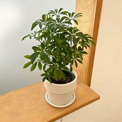 シェフレラ：コンパクタ　3.5号硬質ポット 鉢カバー付き(アーバンプランツポットソリッド　ミルク)