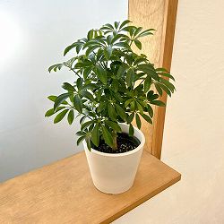 シェフレラ：コンパクタ　3.5号硬質ポット　鉢カバー付き(樹脂製鉢カバー・シティローMホワイト)