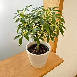 シェフレラ：ムーンドロップ　3.5号　鉢カバー付き(樹脂製鉢カバー・シティローMホワイト)