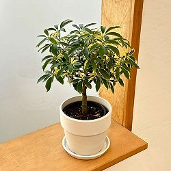 シェフレラ：ムーンドロップ　3.5号硬質ポット 鉢カバー付き(アーバンプランツポットソリッド　ミルク)