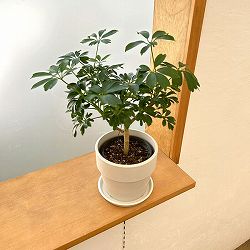 シェフレラ：レナータ　3.5号鉢植え　鉢カバー付き(アーバンプランツポットソリッド　ミルク)