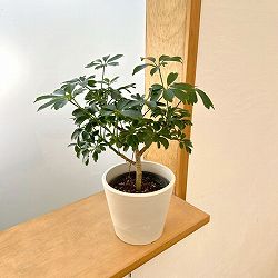 シェフレラ：レナータ　3.5号鉢植え　鉢カバー付き(樹脂製鉢カバー・シティローMホワイト)