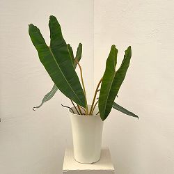 フィロデンドロン：ビレッティア　 7号鉢植え