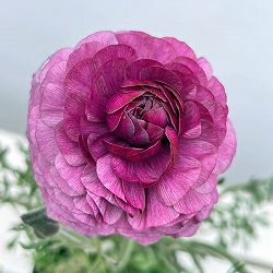 ラナンキュラス：アルペンフラワー西山さん切花選抜種　パープルバイカラー4.5号