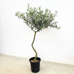 オリーブ：創樹さんのオリーブ　ルッカ　7号鉢植え