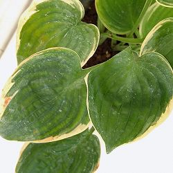 ギボウシ：ムーンリバー3号ポット